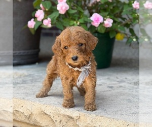 Poodle (Standard) Puppy for sale in WOLCOTT, IN, USA