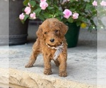 Image preview for Ad Listing. Nickname: Zoe