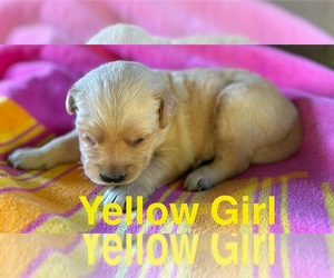 Golden Retriever Puppy for Sale in MOREHEAD, Kentucky USA