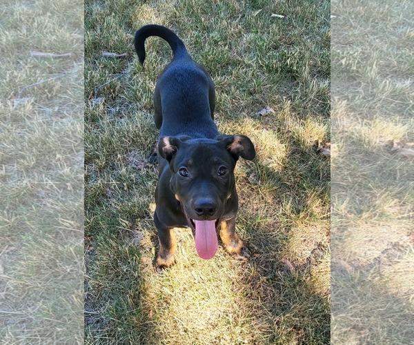 Medium Photo #5 Shepweiller Puppy For Sale in Mechanicsburg, PA, USA