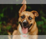 Small #6 Australian Shepherd Mix