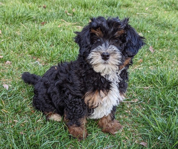 Medium Photo #1 Bernedoodle (Miniature) Puppy For Sale in PLACERVILLE, CA, USA