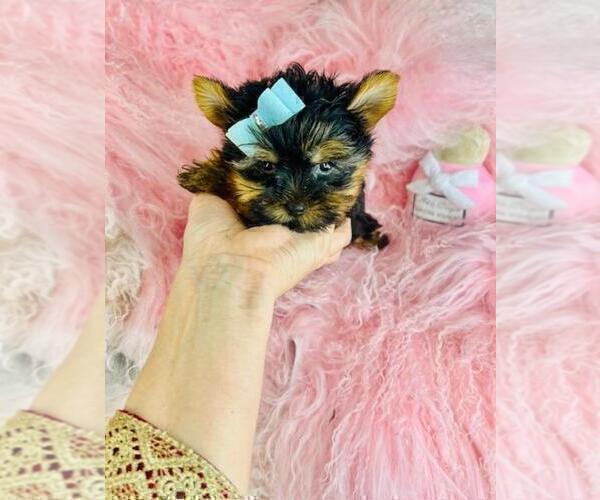 Medium Photo #26 Yorkshire Terrier Puppy For Sale in TAMPA, FL, USA