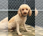 Pecan - Female Poodle (Miniature) Dog for Adoption - Small photo