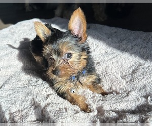 Yorkshire Terrier Puppy for sale in OLATHE, KS, USA
