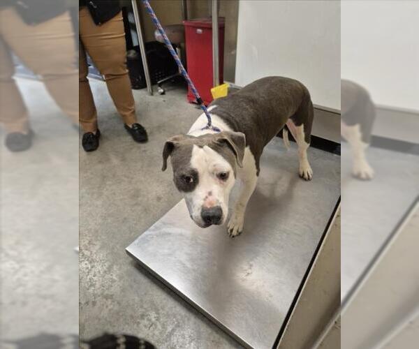 Medium Photo #1 Mutt Puppy For Sale in Texas City, TX, USA