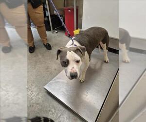 Mutt Dogs for adoption in Texas City, TX, USA