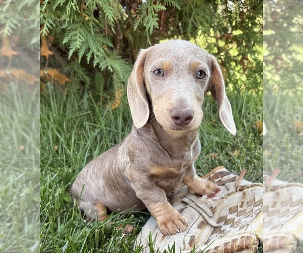 Medium Photo #2 Dachshund Puppy For Sale in MIDDLEBURY, IN, USA