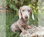 Boone - Male Dachshund Puppy for Sale - Photo #2