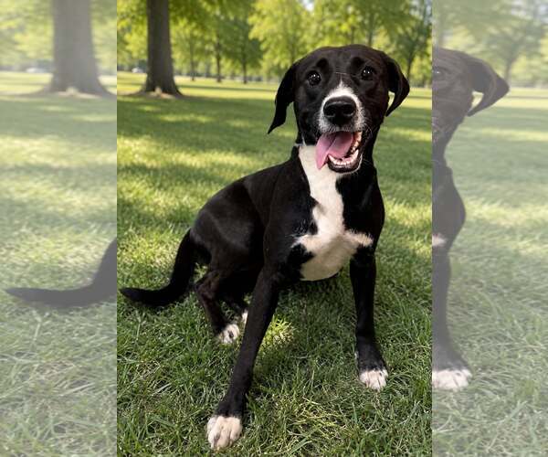 Medium Photo #1 Mutt Puppy For Sale in Shelburne, VT, USA