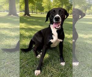 Mutt Dogs for adoption in Shelburne, VT, USA