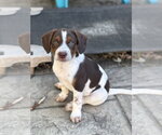 Small #4 Mutt