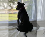 Small #4 Labrador Retriever Mix