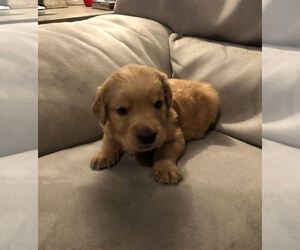 Golden Retriever Puppy for sale in VICTORVILLE, CA, USA