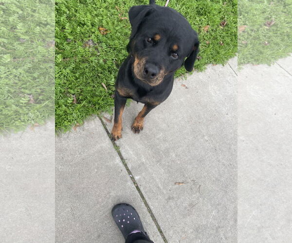 Medium Photo #7 Rottweiler-Unknown Mix Puppy For Sale in Chico, CA, USA