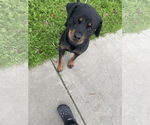 Small #6 Rottweiler Mix