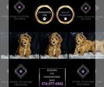 Puppy Benjamin F1BB Goldendoodle (Miniature)