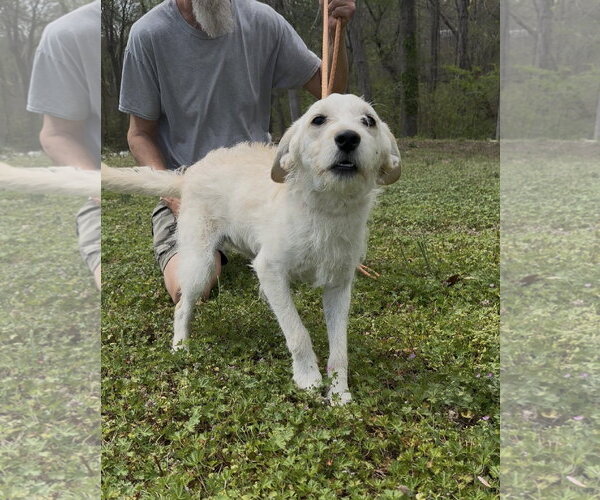 Medium Photo #2 Mutt Puppy For Sale in Thomasville, NC, USA