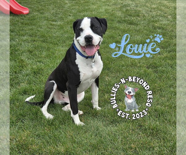 Medium Photo #7 American Pit Bull Terrier-American Staffordshire Terrier Mix Puppy For Sale in Omaha, NE, USA