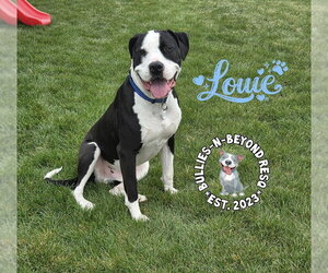 Louie - Male American Pit Bull Terrier-American Staffordshire Terrier Mix Dog for Adoption - Photo #7