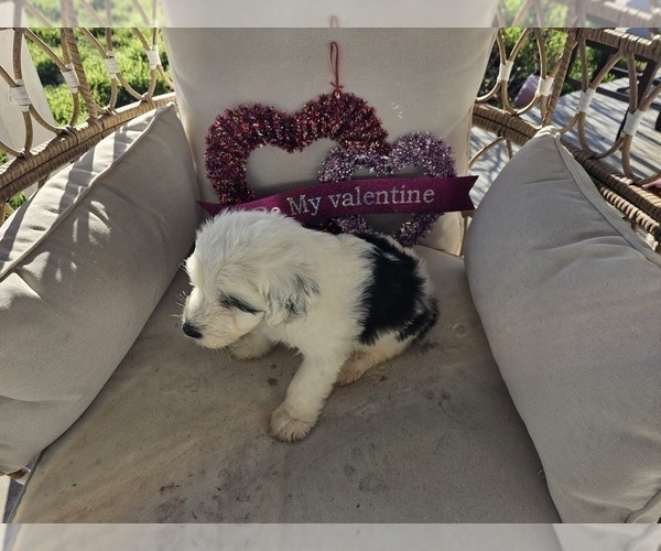 Medium Photo #28 Sheepadoodle Puppy For Sale in THORNDALE, TX, USA