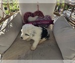 Small Photo #28 Sheepadoodle Puppy For Sale in THORNDALE, TX, USA
