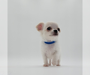 Chihuahua Puppy for sale in JACKSONVILLE, FL, USA