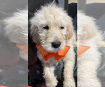 Small Photo #5 English Cream Golden Retriever-Poodle (Standard) Mix Puppy For Sale in BURNSVILLE, NC, USA