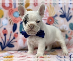 French Bulldog Puppy for sale in LANCASTER, PA, USA