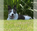 Small Photo #2 Mutt Puppy For Sale in St. Augustine, FL, USA
