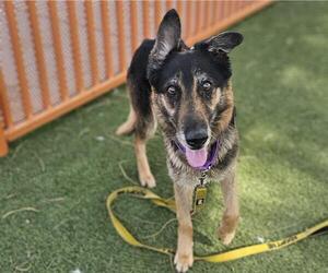 Shollie Dogs for adoption in Las Vegas, NV, USA