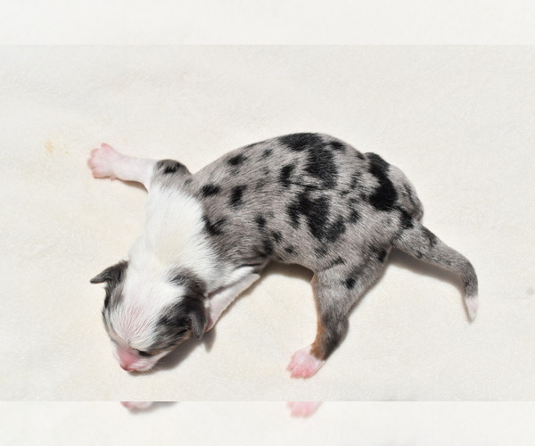 Medium Photo #8 Miniature Australian Shepherd Puppy For Sale in PALM COAST, FL, USA