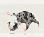 Small #7 Miniature Australian Shepherd