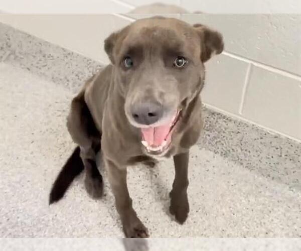 Medium Photo #2 Labrador Retriever Puppy For Sale in Houston, TX, USA