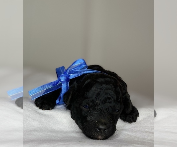 Medium Photo #1 Poodle (Toy) Puppy For Sale in STRATHMORE, CA, USA