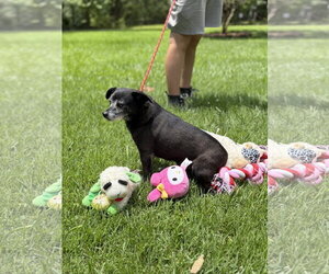 RAHEEM - Male Chihuahua Dog for Adoption - Photo #2