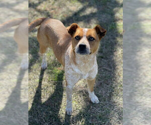 Medium Photo #1 Mutt Puppy For Sale in Conroe, TX, USA