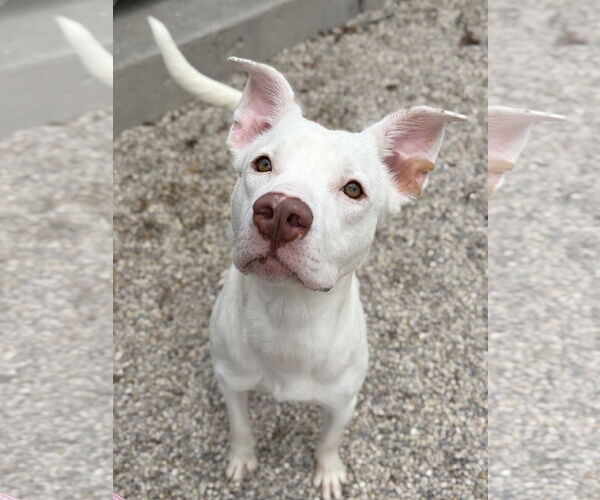 Medium Photo #2 Mutt Puppy For Sale in Jefferson, WI, USA