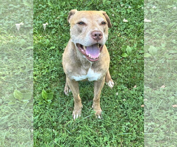 Medium Photo #1 American Pit Bull Terrier-Unknown Mix Puppy For Sale in Sykesville, MD, USA