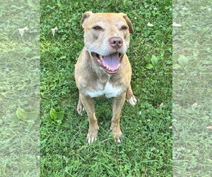 American Pit Bull Terrier-Unknown Mix Dogs for adoption in Sykesville, MD, USA