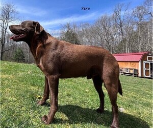 Father of the Labrador Retriever puppies born on 01/27/2024