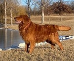 Small Photo #1 Golden Irish-Golden Retriever Mix Puppy For Sale in EUREKA, IL, USA