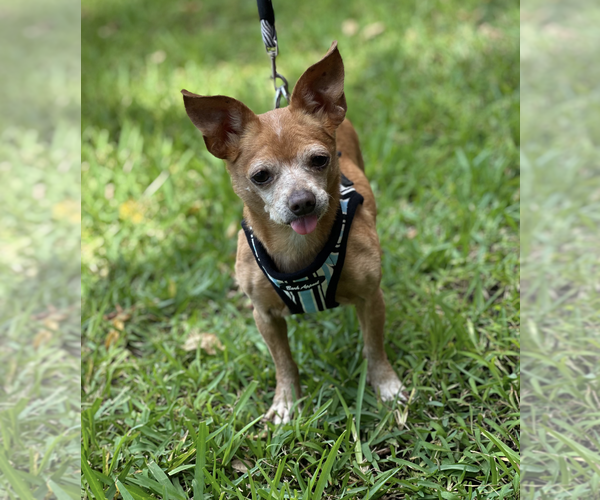 Medium Photo #4 Chiweenie Puppy For Sale in Weston, FL, USA