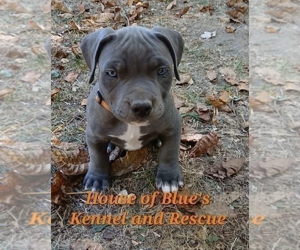Medium Photo #9 American Pit Bull Terrier Puppy For Sale in DELAWARE, OH, USA
