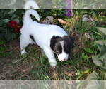 Small #3 Border Collie