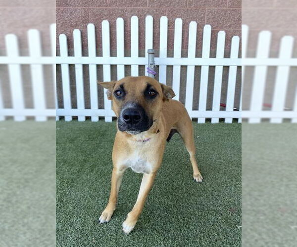 Medium Photo #1 German Shepherd Dog-Unknown Mix Puppy For Sale in Modesto, CA, USA