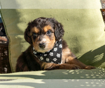 Puppy Ranger Aussiedoodle Miniature 