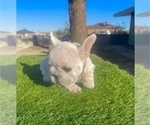 Small #3 French Bulldog