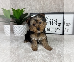 Yorkshire Terrier Puppy for sale in FRANKLIN, IN, USA