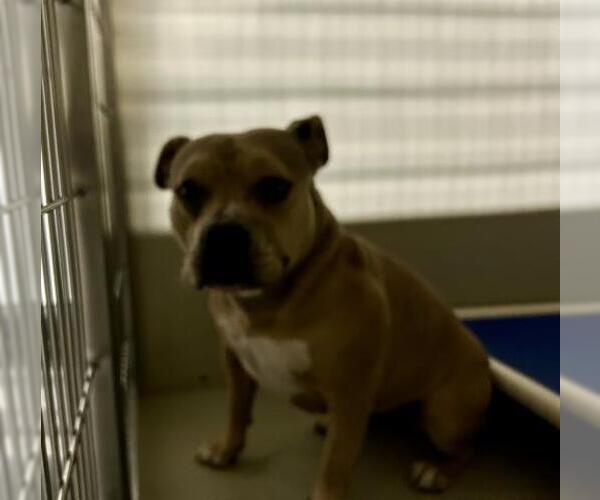 Medium Photo #1 American Pit Bull Terrier Puppy For Sale in Bakersfield, CA, USA